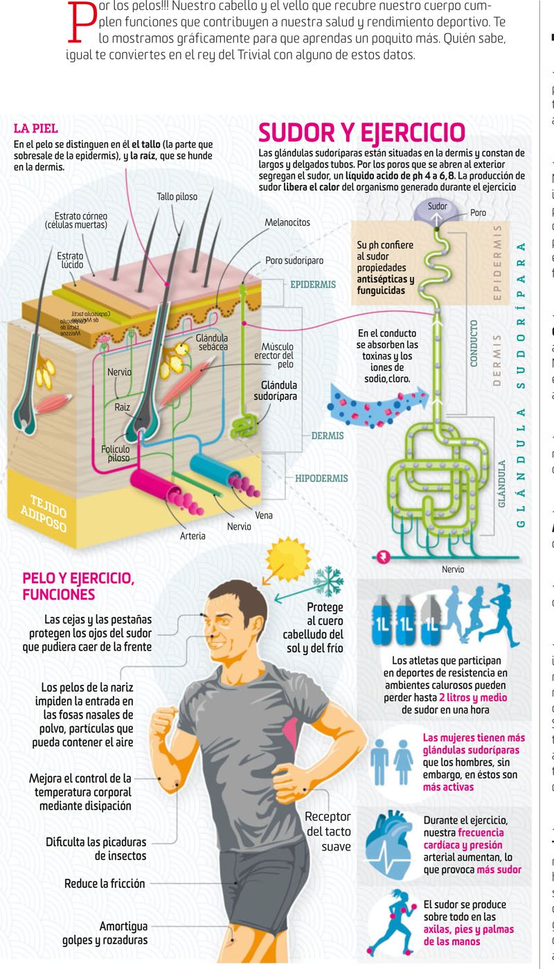 Así funciona tu pelo