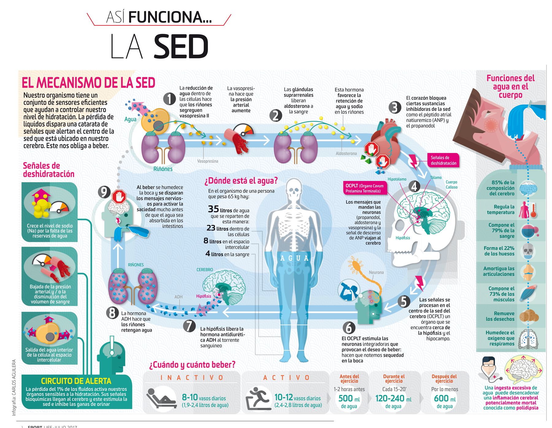 Así funciona la sed
