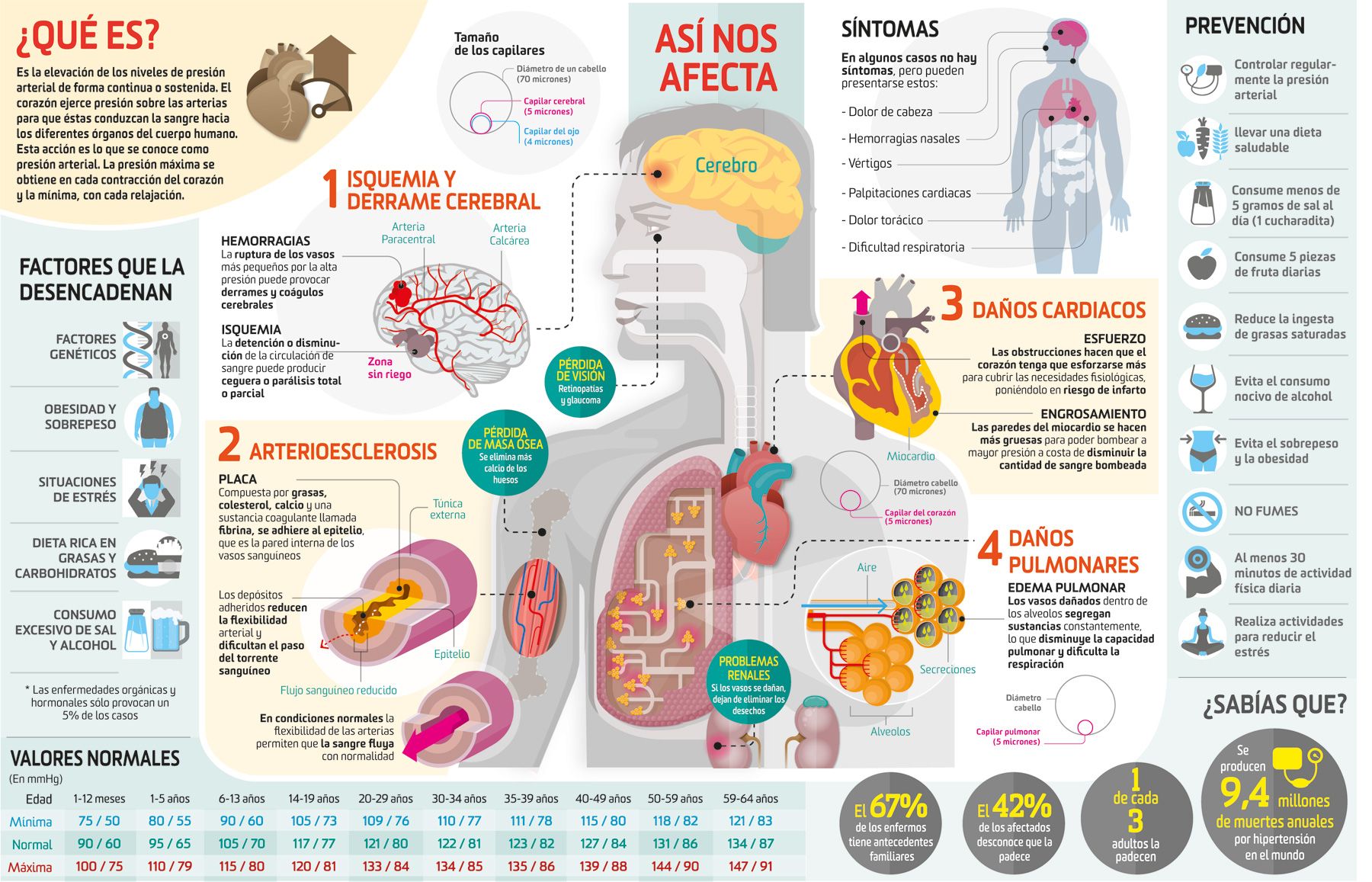 Así funciona la hipertensión arterial