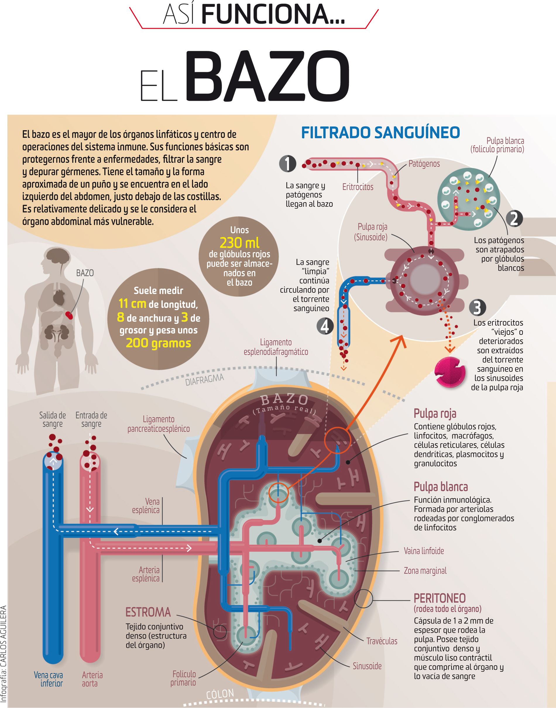 Así funciona el bazo