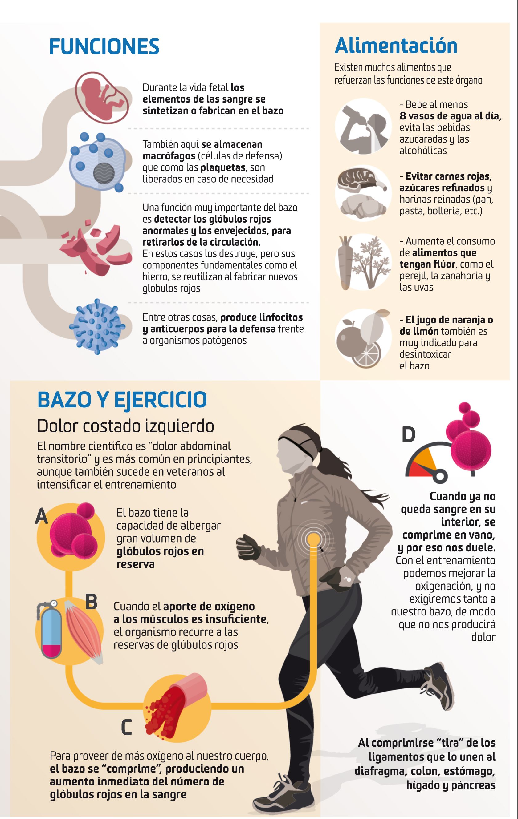 Así funciona el bazo