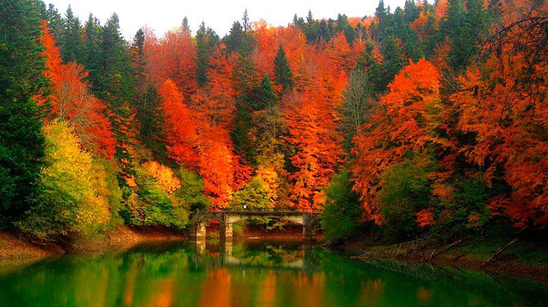 En esta época del año la Selva de Irati es un espectáculo de colores