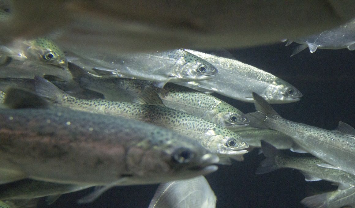 El pescado, ¿salvaje o de piscifactoria?