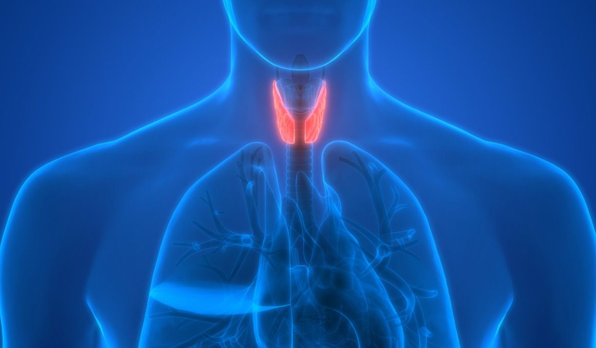 El tiroides es una glándula encargada de la producción de hormonas.