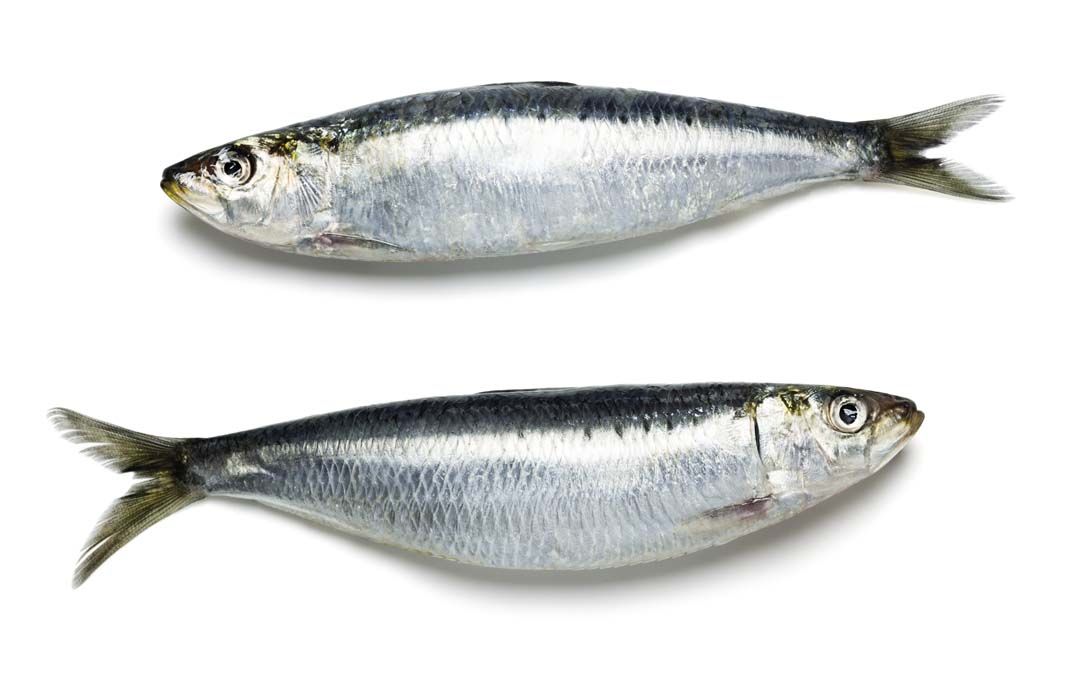 Sardina, el superalimento reparador