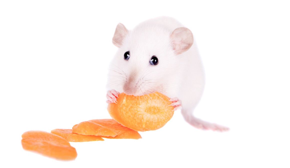 Una dieta vegetal podría ayudar a prevenir y tratar el Alzheimer