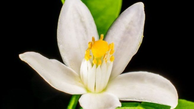 Las plantas para mejorar la memoria