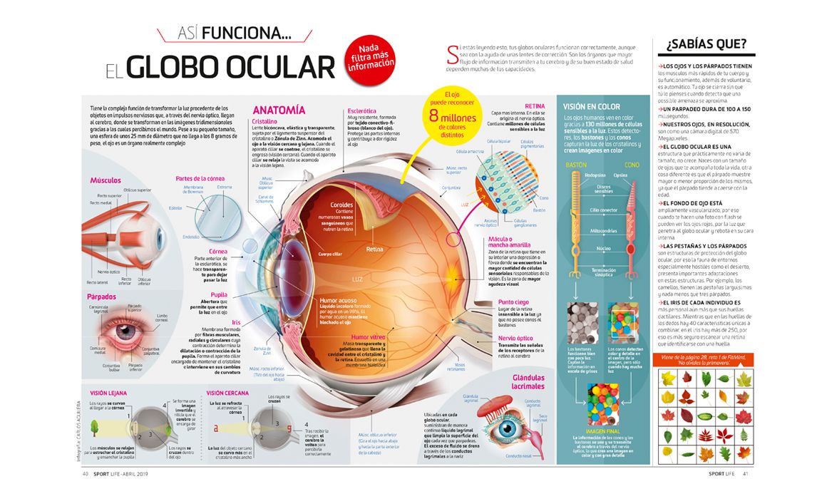 Así funciona... el globo ocular