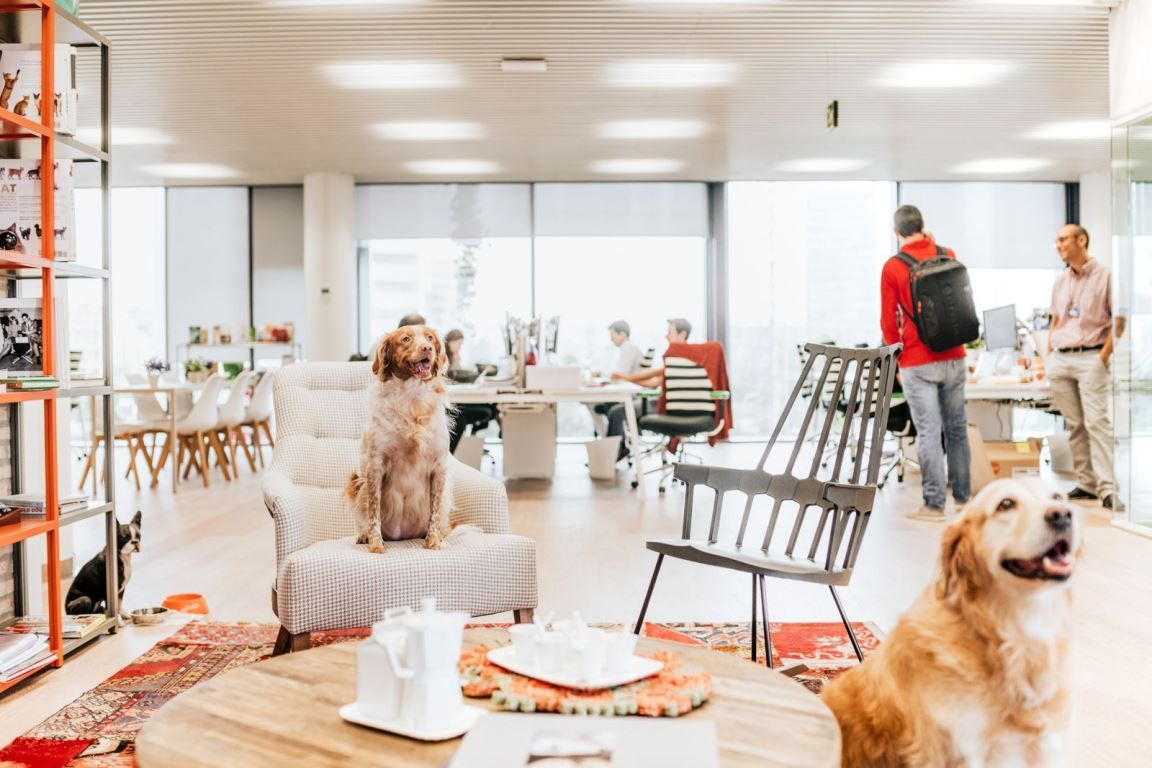 ¿Estresado? ¡Llévate el perro al trabajo!