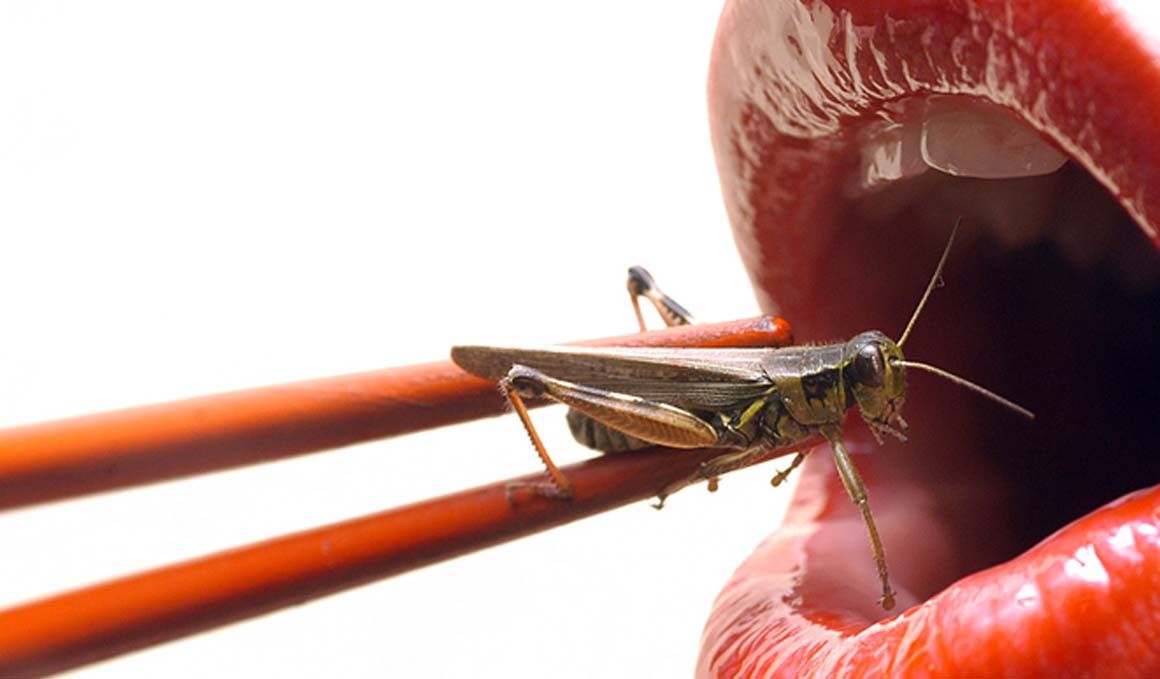 Cocina con insectos para lograr proteínas y poca grasa