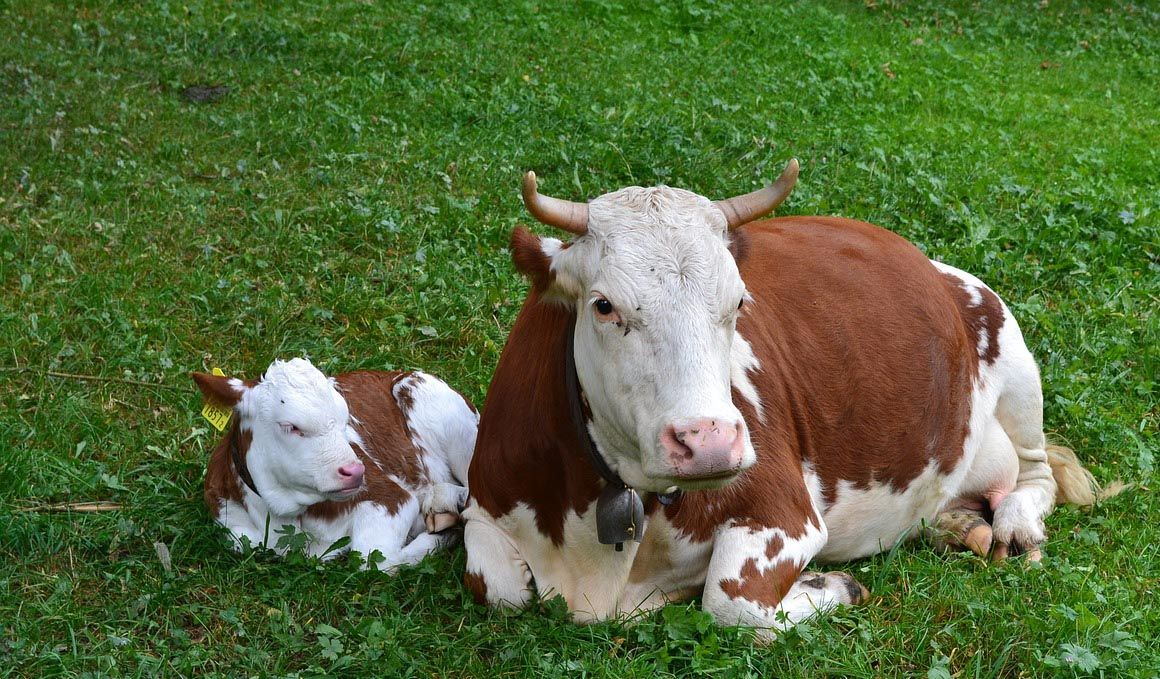 Las particularidades de la carne de ternera