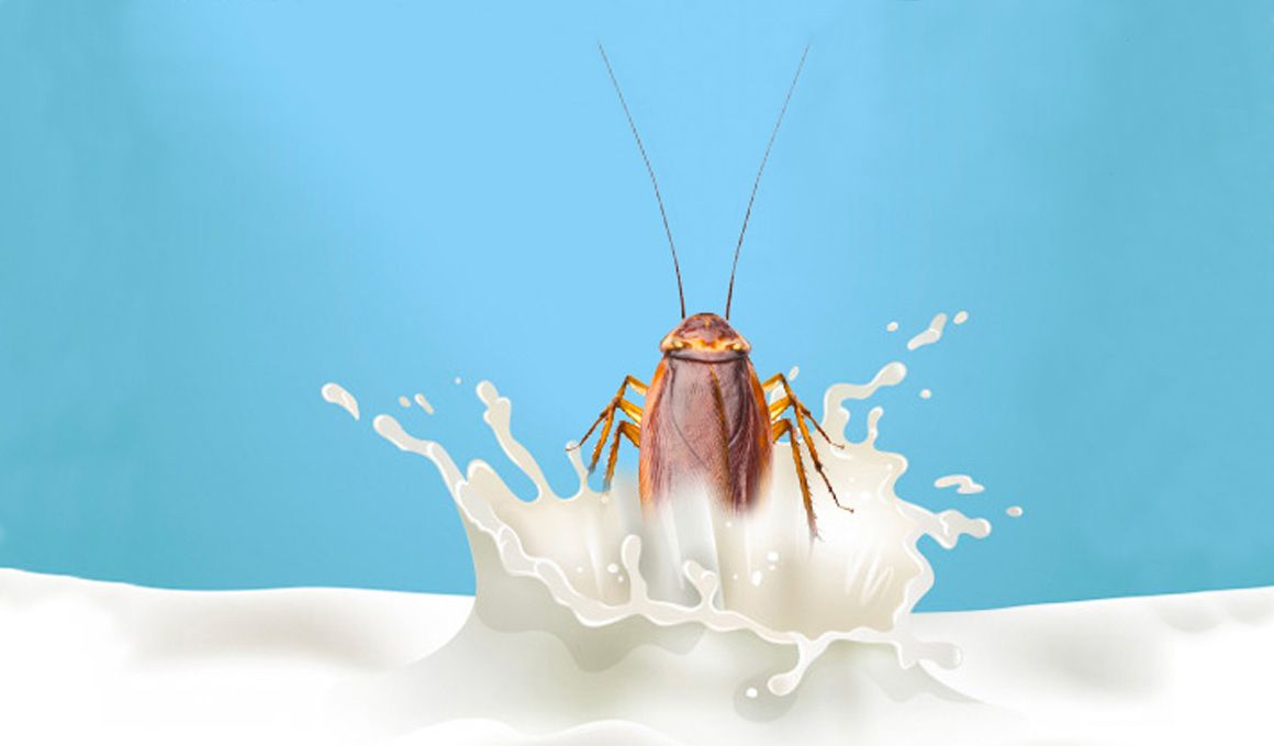 ¿Qué es la leche de cucaracha? La tontuna del mes