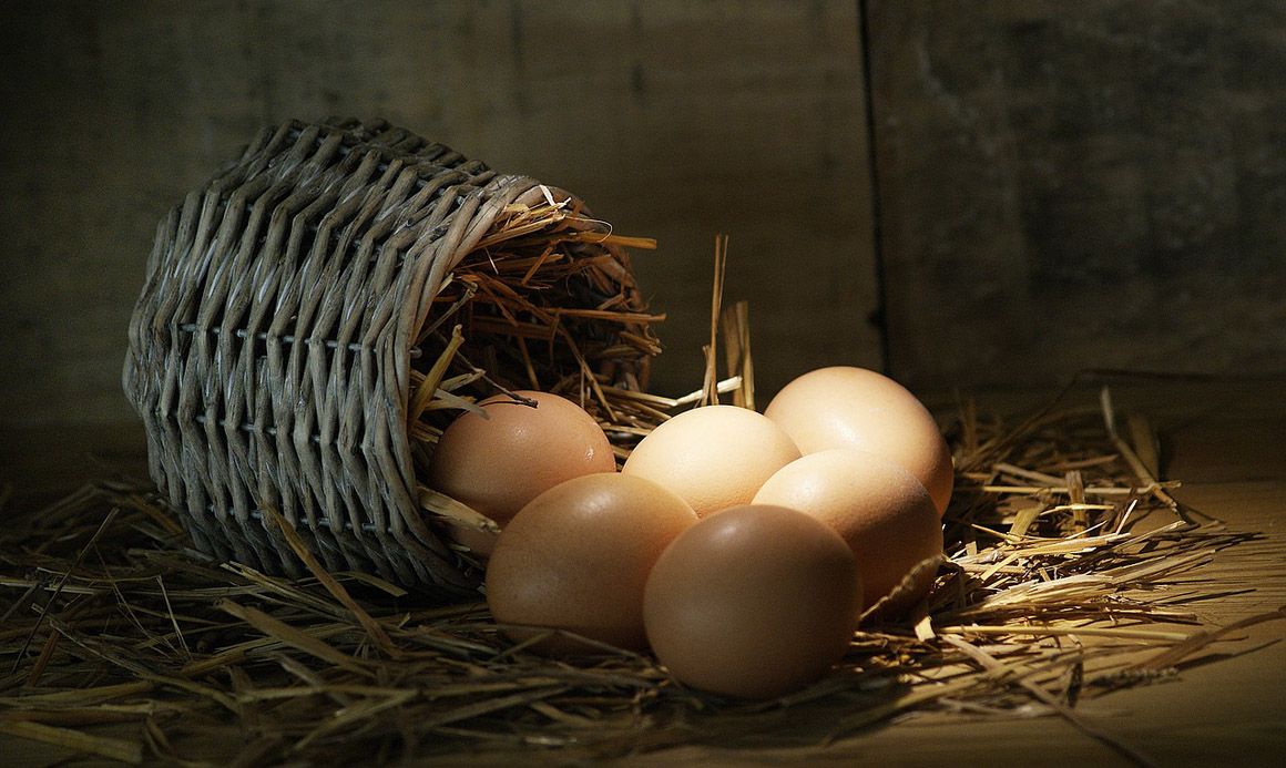 ¿Sabes cuál son los mejores huevos?
