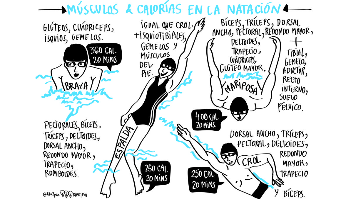 ¿Sabes qué músculos utilizas y cuántas calorías gastas en cada estilo de natación? En la viñeta de Blanca Tulleuda de @dibu2pia lo vas a ver muy claro