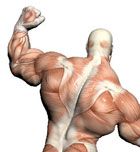 Masa muscular y flexibilidad ¿es posible?