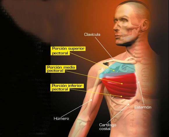 Estiramientos para el pectoral mayor
