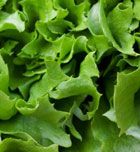 Alimentos deportivos: Lechuga, sedante natural