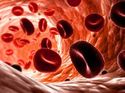 Salud deportiva: ¿Cómo es la sangre de un deportista? Salud deportiva: ¿Cómo es la sangre de un deportista?