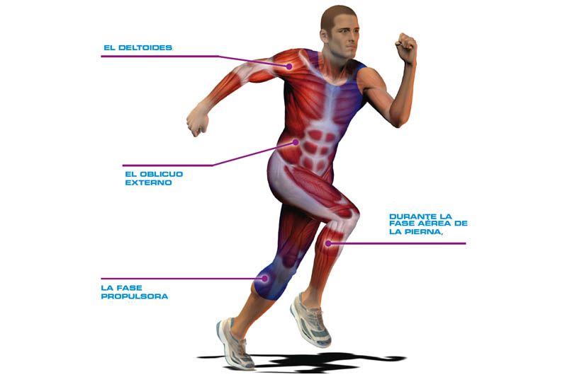 El cuerpo humano, diseñado para moverse