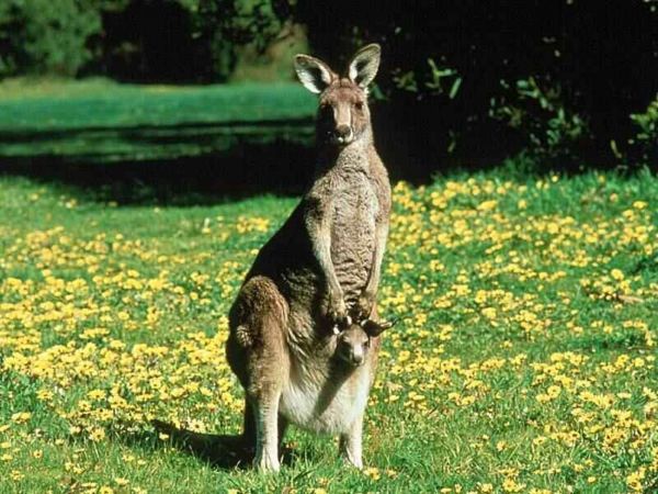 Los remedios naturales australianos