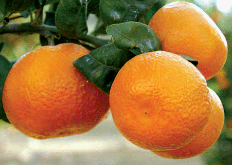 Las mandarinas ayudan a luchar contra la obesidad y las cardiopatías