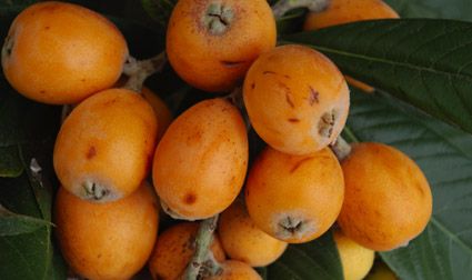 Alimentos frescos: nísperos Alimentos frescos: nísperos