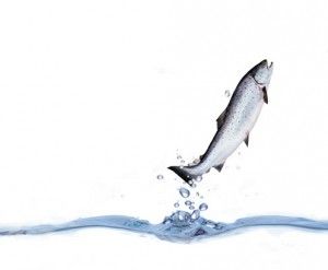 ¿Cómo aumentar las dosis de omega-3?