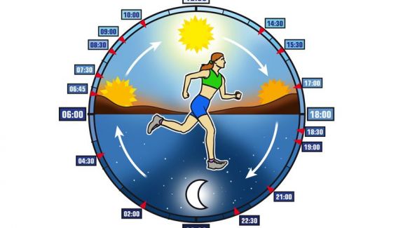 El ciclo circadiano: la rueda que hace girar tu vida