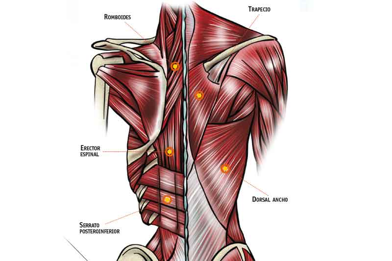 Estructuras articulares: columna dorsal