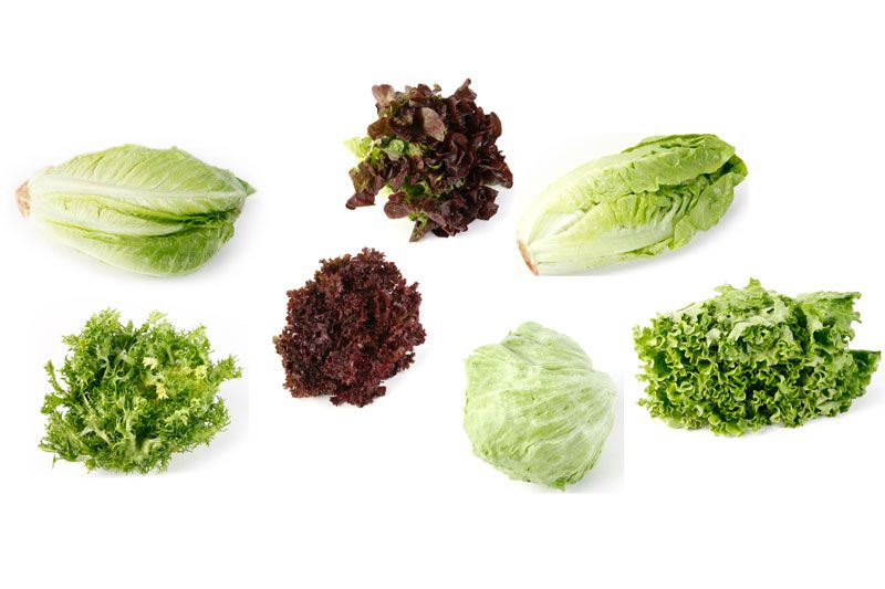 Todo sobre la lechuga