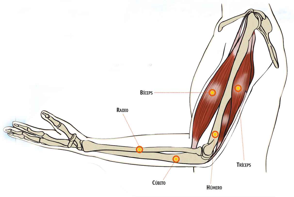 Ejercicios para cuidar la articulación del codo
