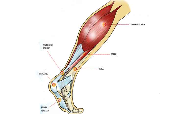 Estructuras articulares: tobillo