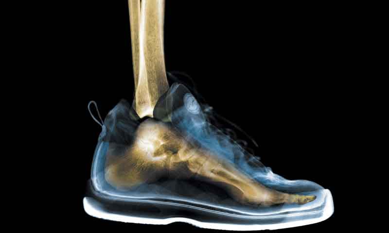 Estructuras articulares: dedos de los pies