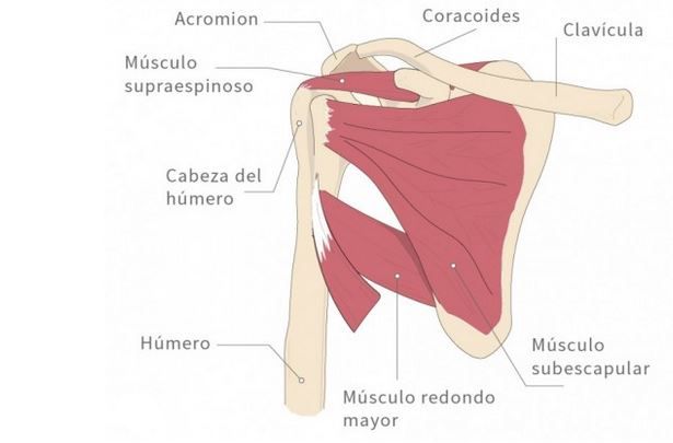 4 Ejercicios que blindarán tus hombros, ¡desde casa!