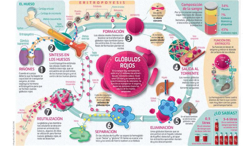 Así funcionan: los glóbulos rojos