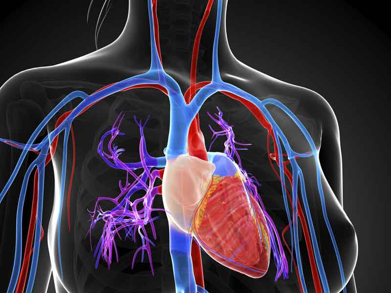 Así funciona... El latido cardiaco
