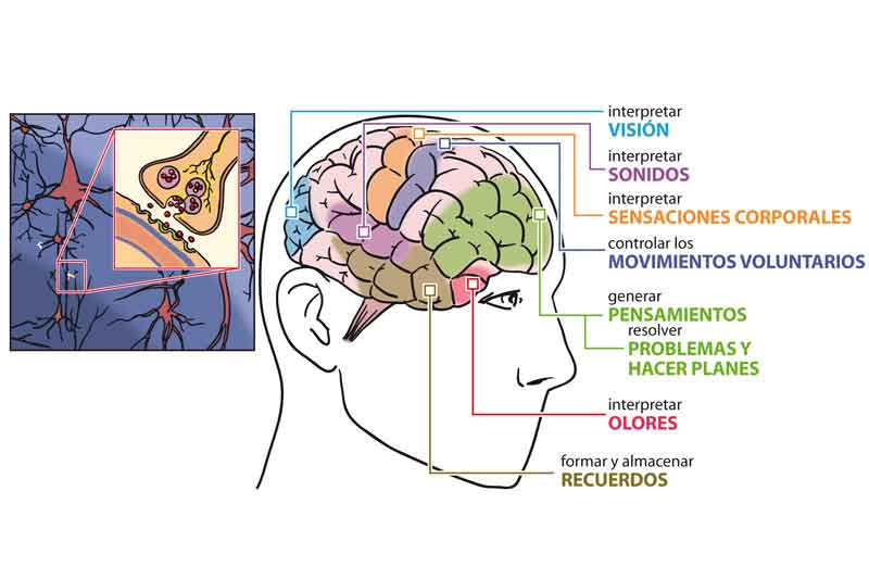 Sedentarismo mental, otro gran problema social