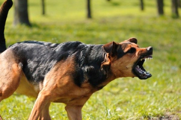 ¿Tienes miedo a los perros cuando corres?