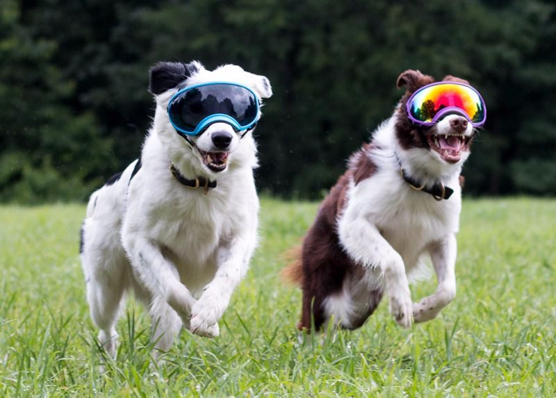 ¿Tu perro va sin gafas?