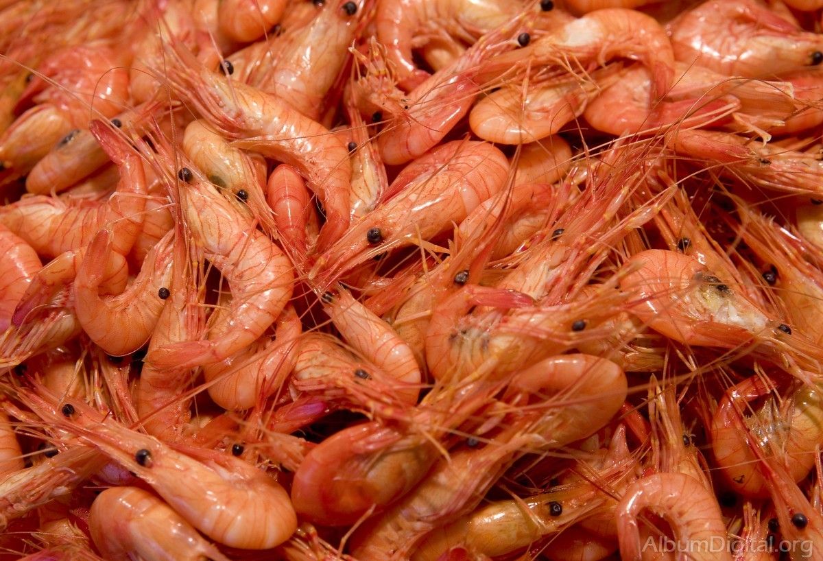 ¿Qué riesgo corremos si nos comemos las cabezas de las gambas?