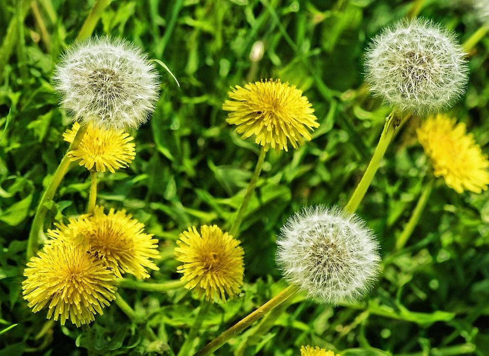 Cinco plantas contra la retención de líquidos