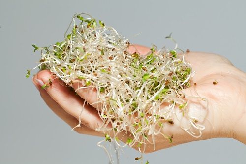 Verde alfalfa, el secreto que nos susurraban los caballos
