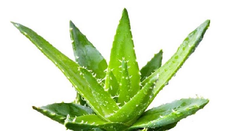 5 ingredientes naturales que mejoran tu piel y tu vida
