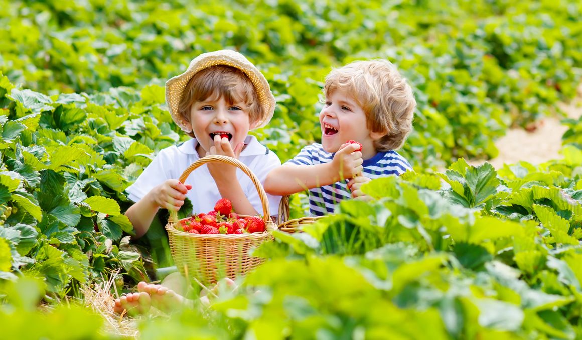 Fresas, un aliado para tu rendimiento y salud