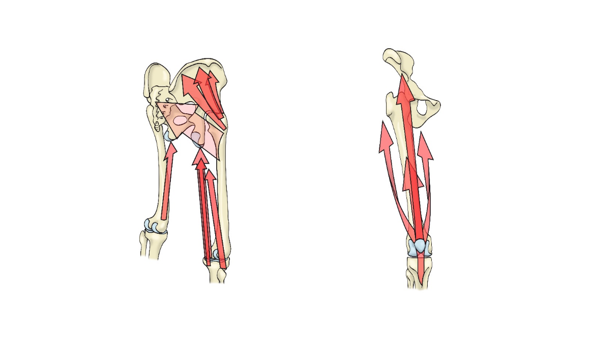La forma de apoyar bien y sus consecuencias en la rodilla