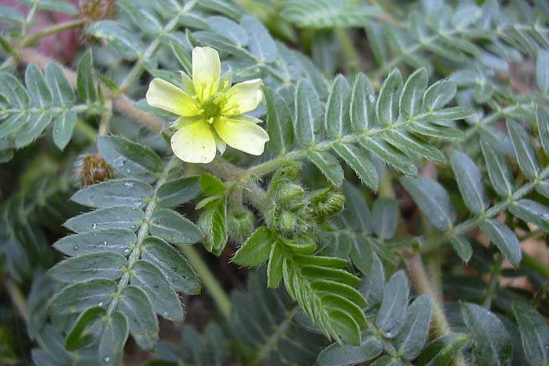 Tribulus terrestris, ¿ergogénico o placebo?