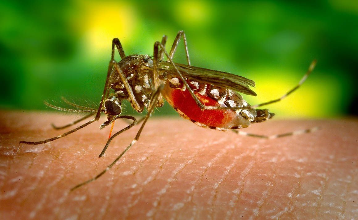¿Qué es la Infección por el virus del Nilo?