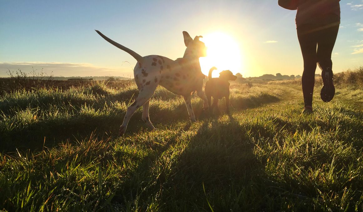 Cómo ahuyentar un perro cuando estás haciendo deporte