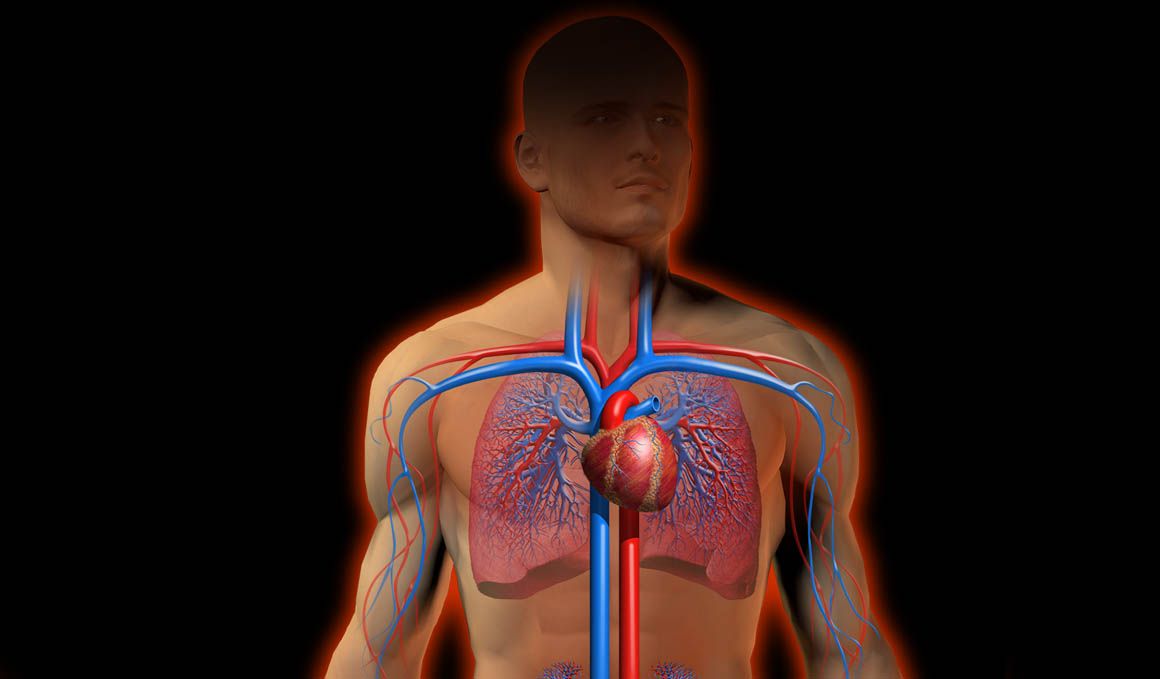 El sistema cardiovascular del cuerpo del deportista