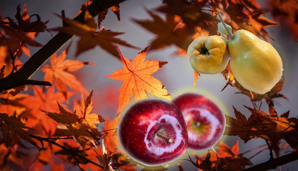 Alimentos para el otoño